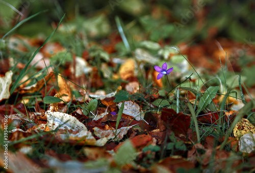 Lilac flower grows among fallen foliage and green grass
