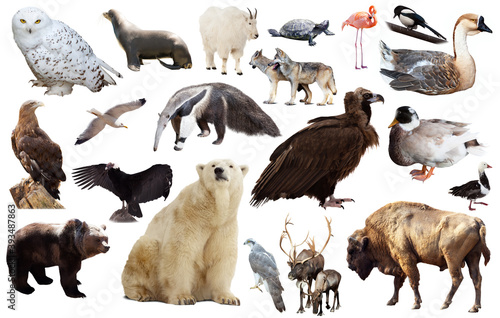 collection of different birds and mammals from north america isolated on whit...