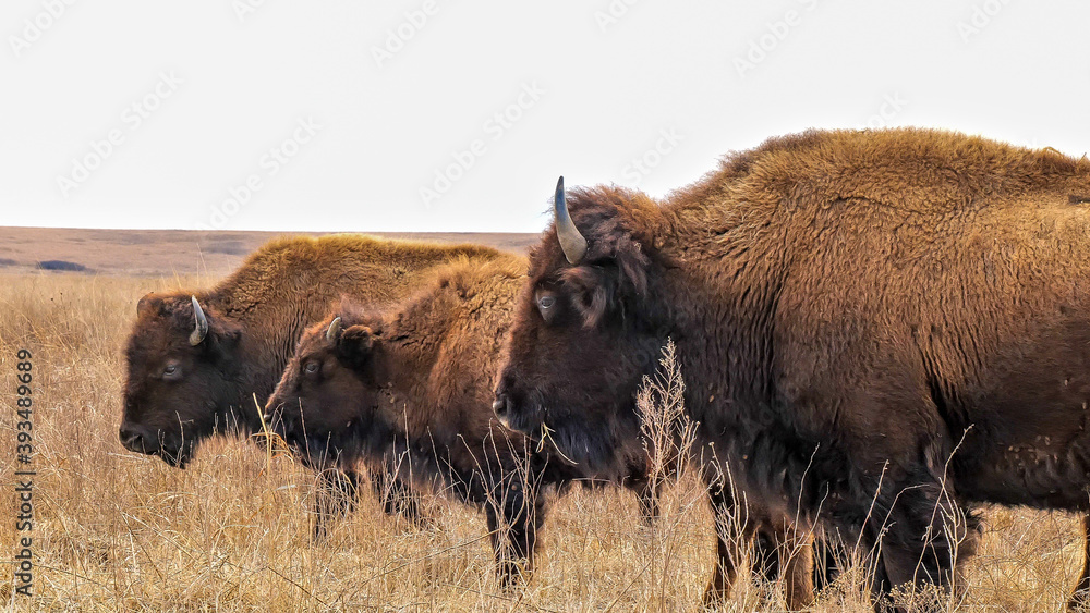 Three wild American bison, Bison bison, standing in the tall grass of a midwest prairie in winter time with cloudy skies. Three wild American bison, Bison bison, standing in the tall grass of a midwest prairie in winter time with cloudy skies.