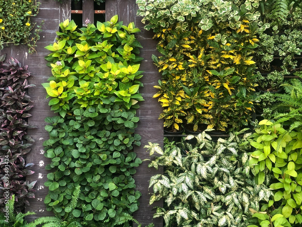 green plant
green plant