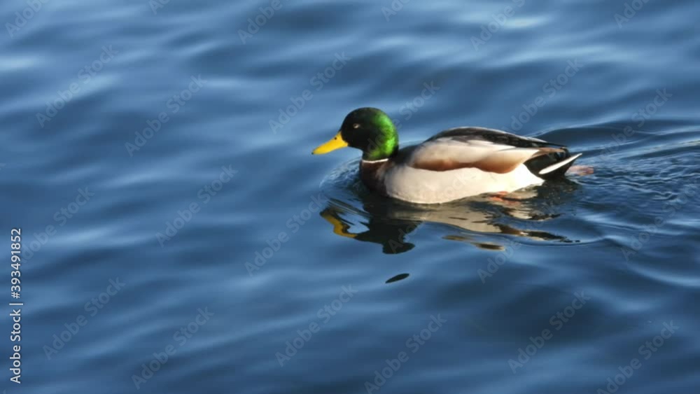 Handheld shot of male mallard swimming in pond Handheld shot of male mallard swimming in pond