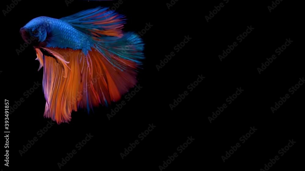 Vibrant Siamese fighting fish Betta splendens, also known as Thai Fighting Fish or betta, a popular aquarium fish in super slow motion on isolated black background Vibrant Siamese fighting fish Betta splendens, also known as Thai Fighting Fish or betta, a popular aquarium fish in super slow motion on isolated black background
