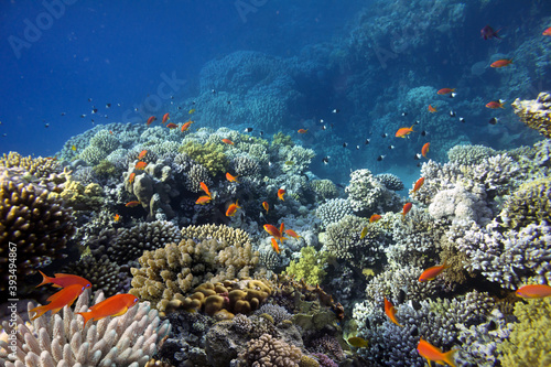 Colorful coral reef with hard corals at the bottom of Red Sea