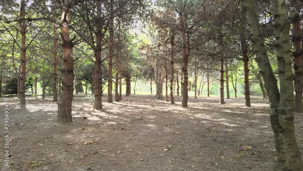 Awesome spruce forest in the Christmas Park of the city of Krasnodar Awesome spruce forest in the Christmas Park of the city of Krasnodar