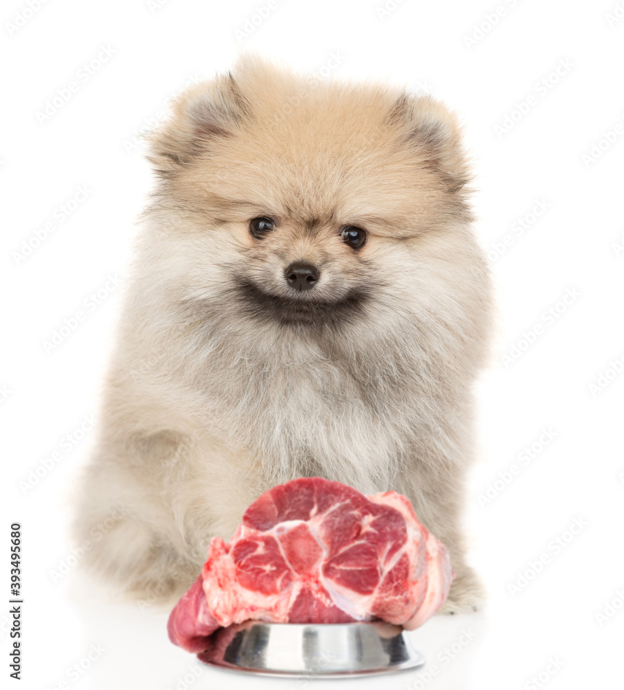 Pomeranian spitz puppy sits with bowl of a raw meat. Isolated on white background Pomeranian spitz puppy sits with bowl of a raw meat. Isolated on white background