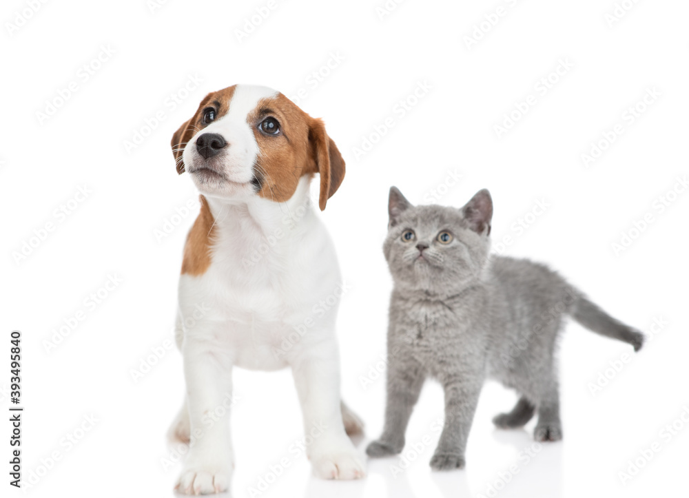 Jack russell terrier puppy and tiny scottish kitten look up together on empty space. isolated on white background