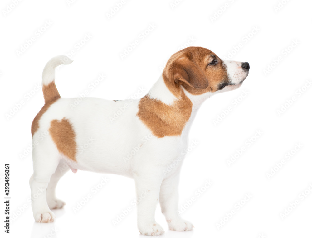 Jack russell terrier puppy stands in profile and looks away on empty space. Isolated on white background