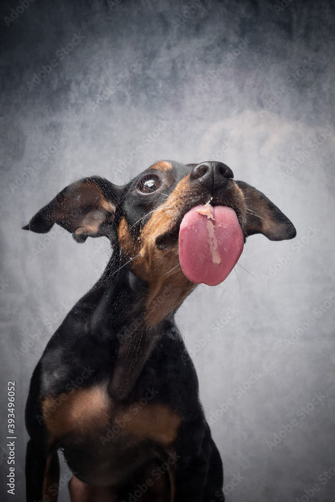 Portrait Hund leckt Scheibe ab mit Paste und zieht dabei Grimassen und zeigt Zähne und ZUnge mit