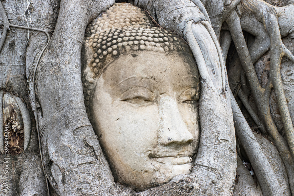 wonders of nature,The Head of The Sandstone Buddha image in tree roots at Wat Mahathat Ayutthaya Thailand