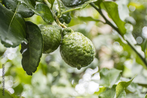 Fresh Bergamots and leaves on tree with water drops on them fruity,   with herbaceous bergamia Aroma photo