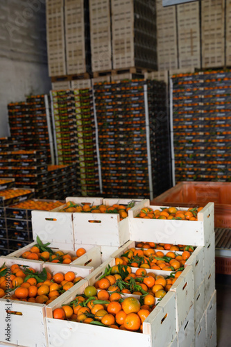 Stacks of fruit boxes with sweet fresh ripe tasty mandarin oranges in storage warehouse