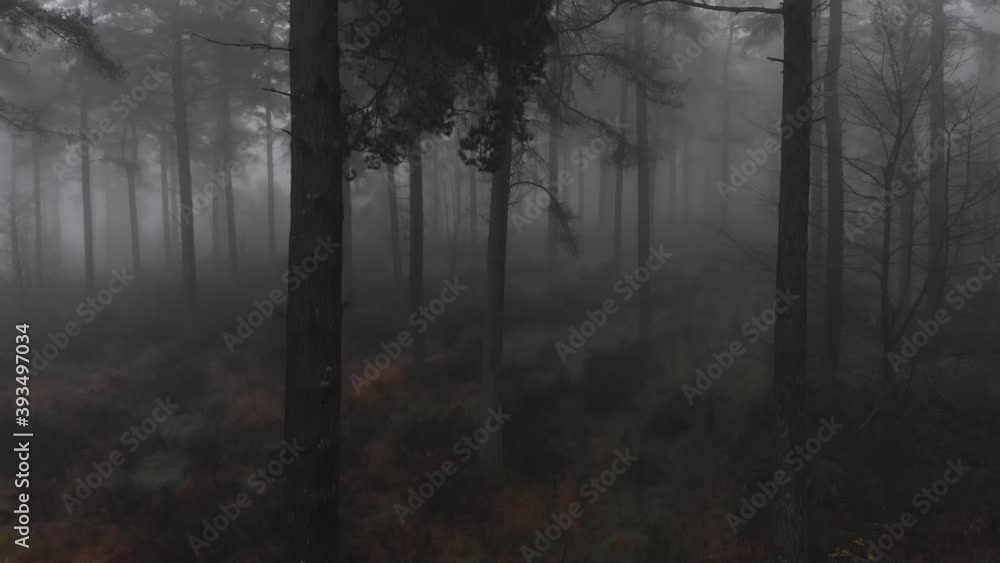 Ascending aerial shot showing silhouette of wooden fir trees in deep forest. Ascending aerial shot showing silhouette of wooden fir trees in deep forest.