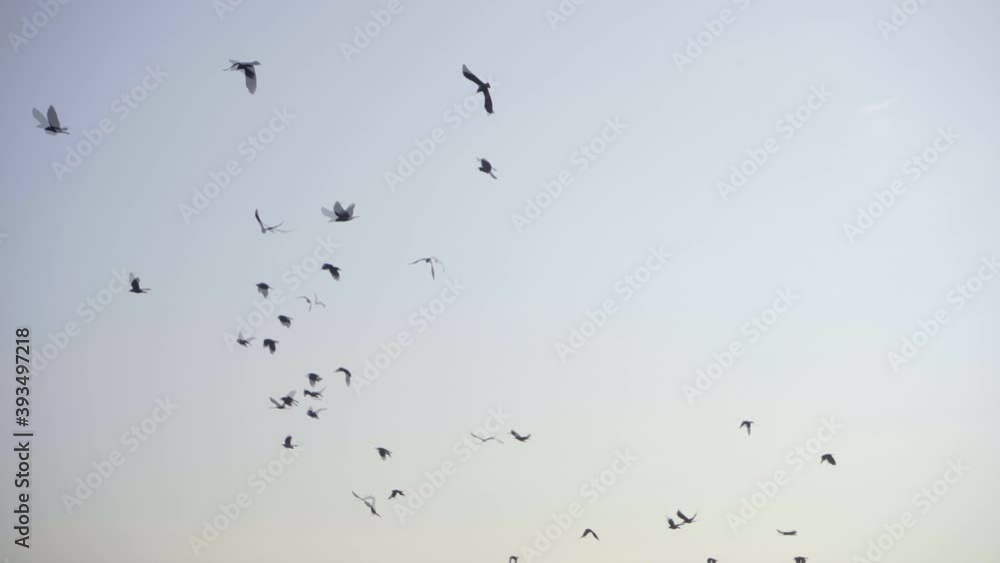 birds flying together from tree India Mumbai craws ravens Indian birds flying together from tree India Mumbai craws ravens Indian