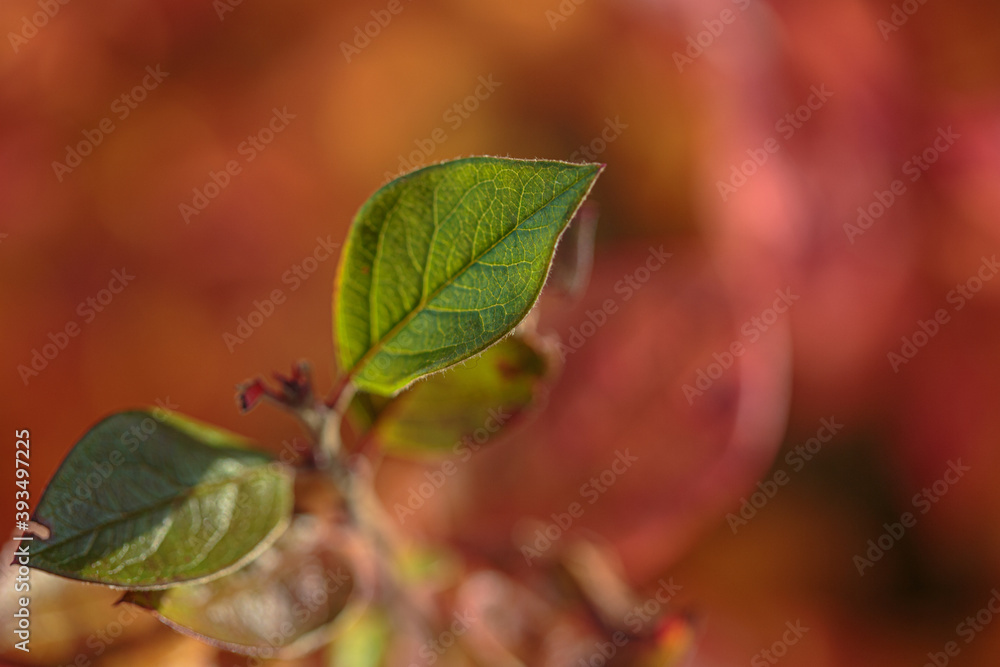 Autumn colorful leaves as background. Modern texture. Abstract template for text and design. Autumn colorful leaves as background. Modern texture. Abstract template for text and design.