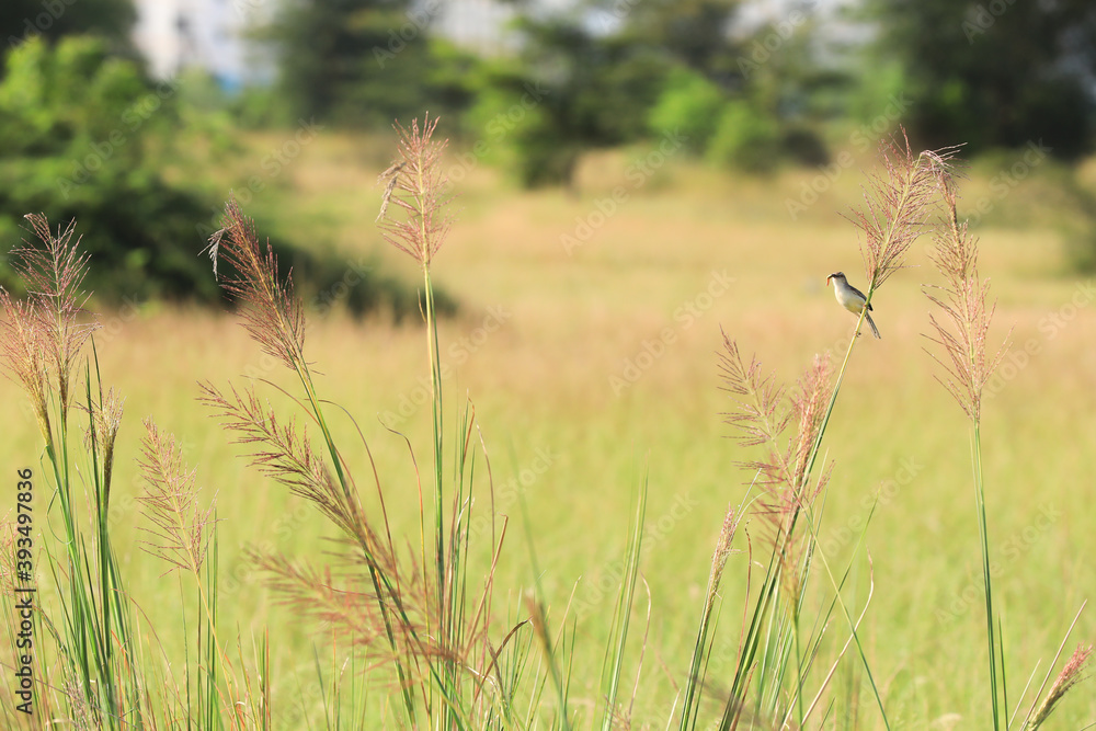 Fototapeta premium wheat field in summer with a bird
