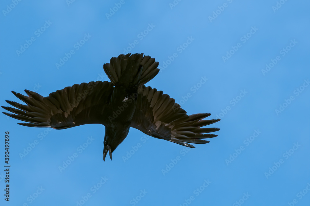 Fototapeta premium Raven (Corvus corax) at Chowiet Island, Semidi Islands, Alaska, USA