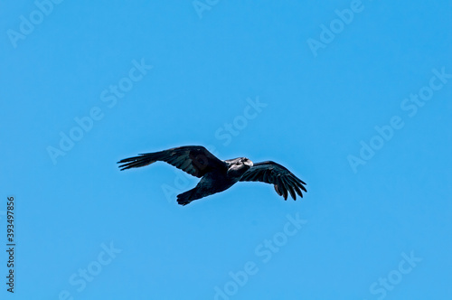 Raven  Corvus corax  at Chowiet Island  Semidi Islands  Alaska  USA