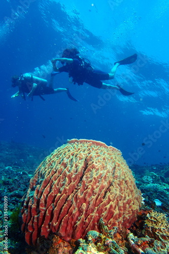 Barel sponge coral and divers