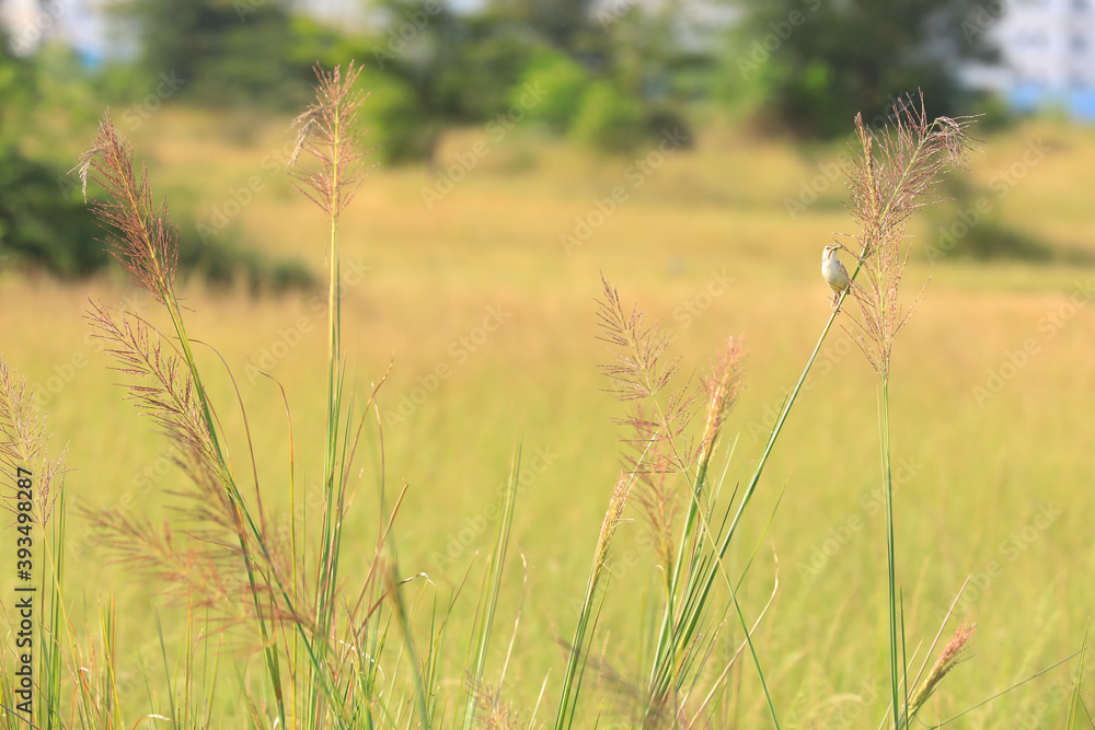 Fototapeta premium a bird with a prey in a field