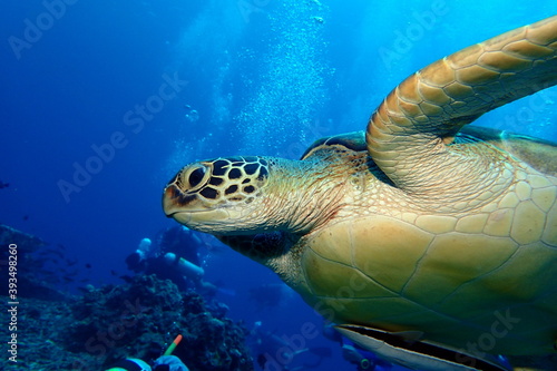 Green turtle swimming
