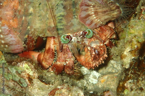 Anemone Hermit Crab