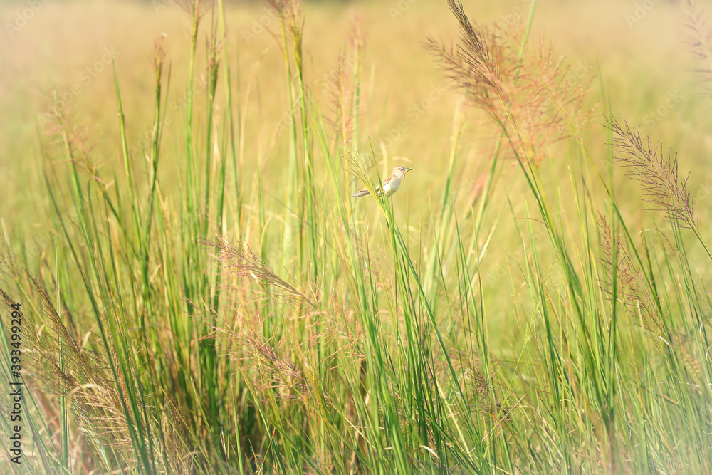 wheat field in summer