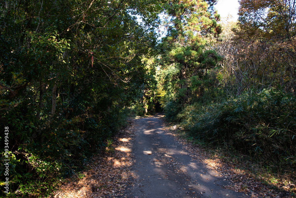 Fototapeta premium 山道