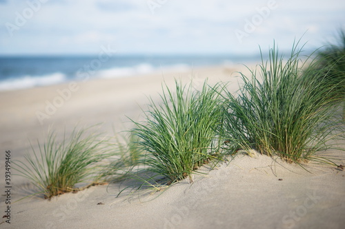 Fototapeta Naklejka Na Ścianę i Meble -  sea sand