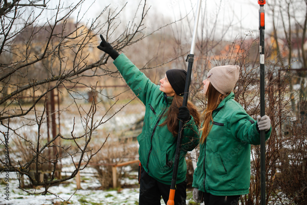 gardening team, cute caucasian female gardeners pruning apple tree branches with hedge trimmer and pruning shears, concept winter spring tree pruning and winter garden care gardening team, cute caucasian female gardeners pruning apple tree branches with hedge trimmer and pruning shears, concept winter spring tree pruning and winter garden care
