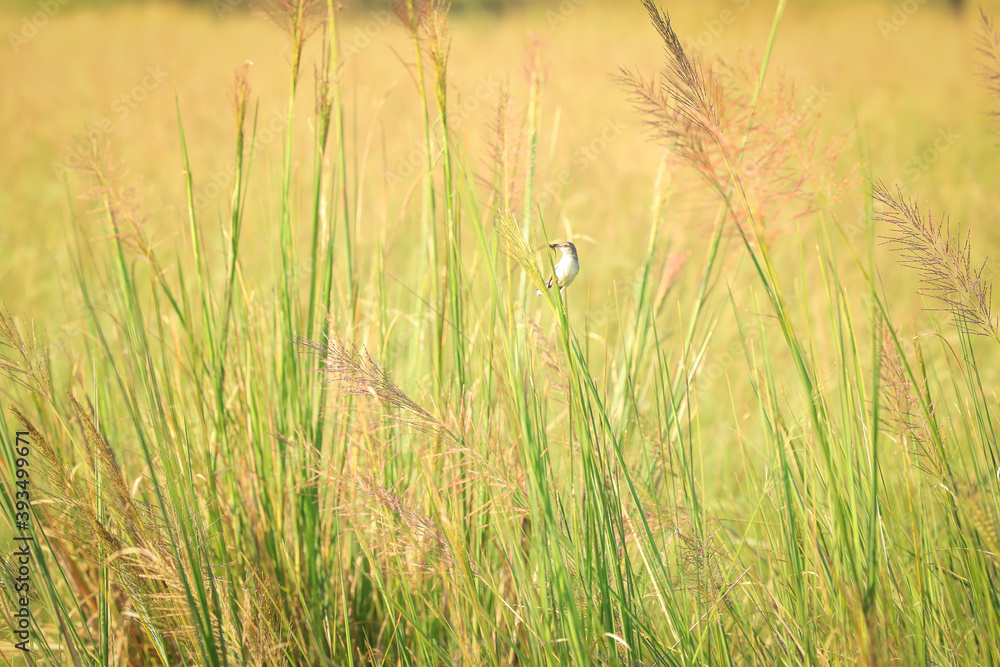 a bird in field