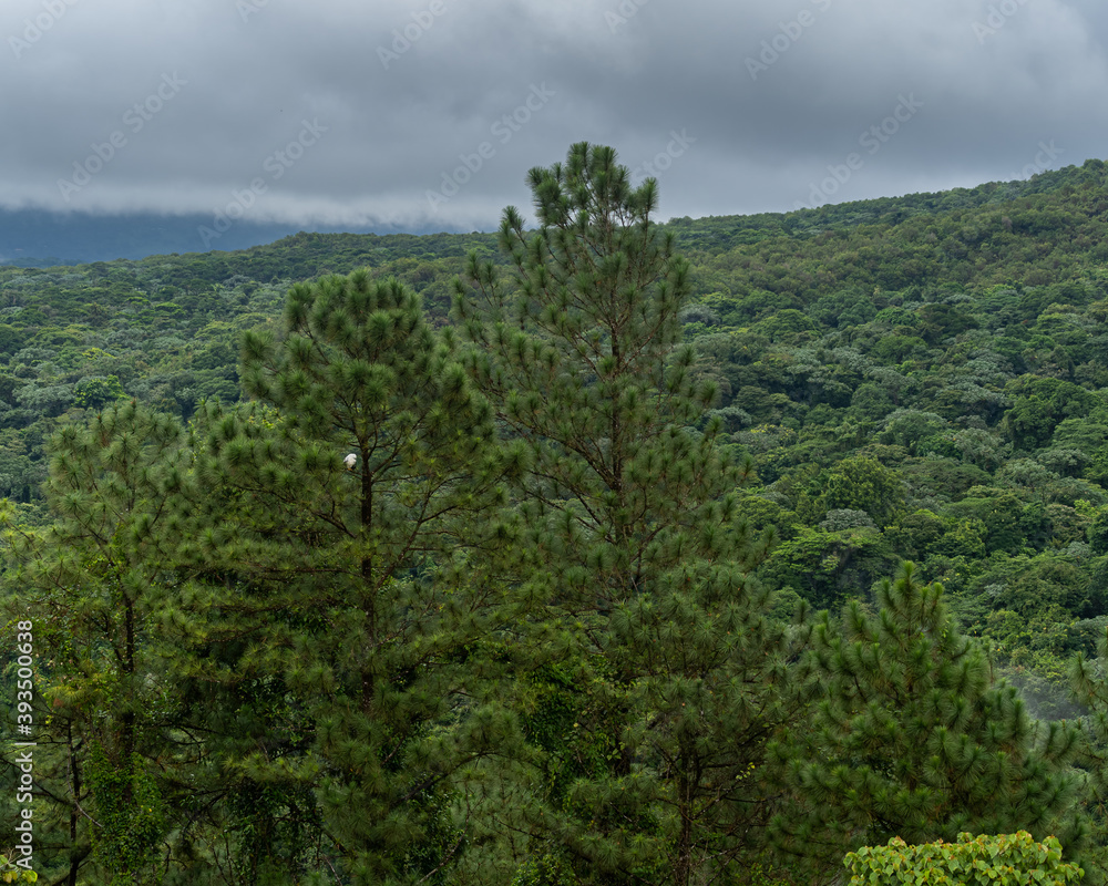 Beautiful view of a magestic White Eagle standing on a tree in Costa Rica Black-shouldered kite