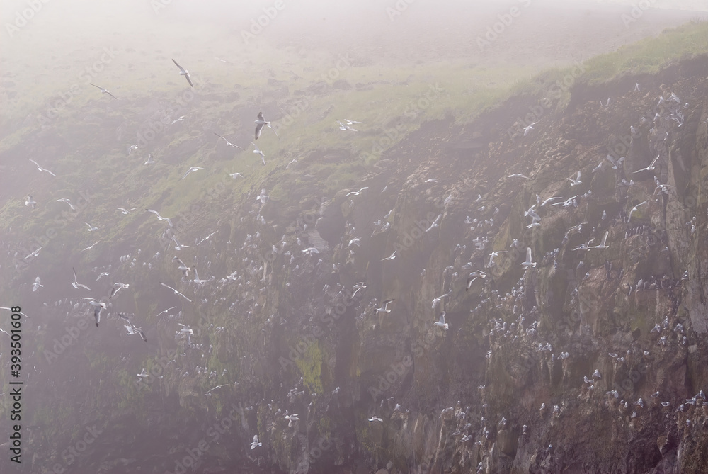 Colony of Red-legged Kittiwake (Rissa brevirostris) in foggy morning at St. George Island, Pribilof Islands, Alaska, USA Colony of Red-legged Kittiwake (Rissa brevirostris) in foggy morning at St. George Island, Pribilof Islands, Alaska, USA