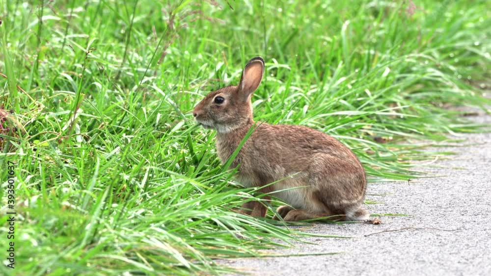 A cotton tail rabbit sitting on a path and eating blades of grass. A cotton tail rabbit sitting on a path and eating blades of grass.