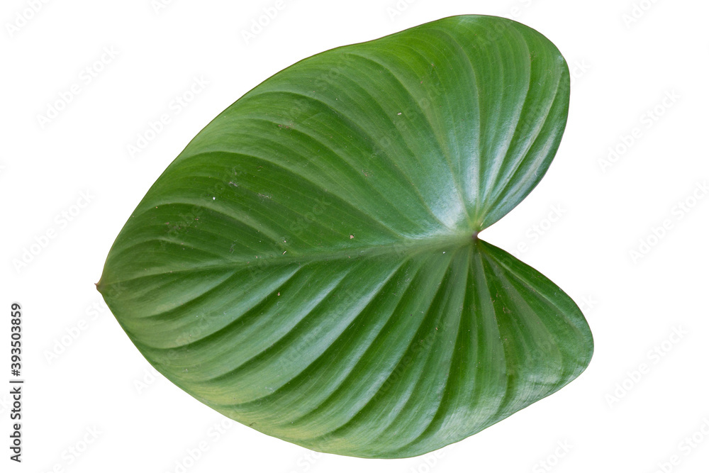 King of Heart leaf plant isolated include clipping path on white background King of Heart leaf plant isolated include clipping path on white background