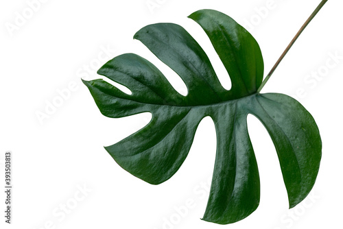 monstera jinny leaf plant isolated include clipping path on white background photo