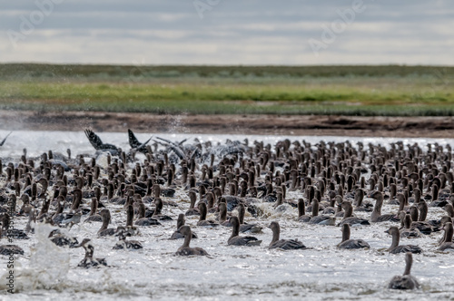 Molting Bean (Anser fabalis) and Greater White-fronted (Anser albifrons) Geese in Barents Sea coastal area, Russia