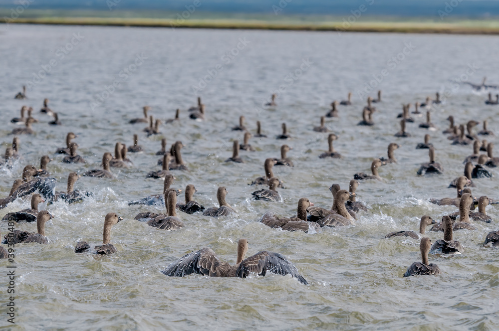 Molting Bean (Anser fabalis) and Greater White-fronted (Anser albifrons) Geese in Barents Sea coastal area, Russia Molting Bean (Anser fabalis) and Greater White-fronted (Anser albifrons) Geese in Barents Sea coastal area, Russia