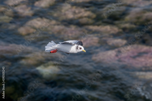 Immature Red-legged Kittiwake (Rissa brevirostris) at St. George Island, Pribilof Islands, Alaska, USA photo