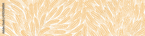 Cereal field pattern background. Ears of wheat. Agriculture harvest. Dry yellow. Orange contour vector line. Bread wrapper. Horizontal banner.