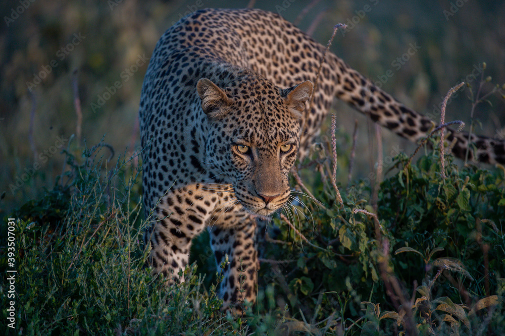 leopard in the wild leopard in the wild