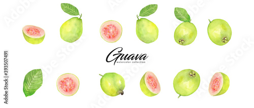Guava watercolor collection