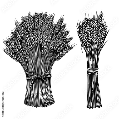 Set of Illustrations of sheaf of wheat in engraving style. Design element for poster, card, banner, sign. Vector illustration