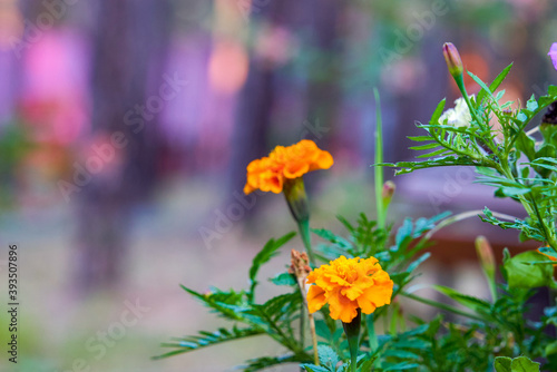 Marigold flower blossom in garden. Head of orange and yellow marigold plant, close up