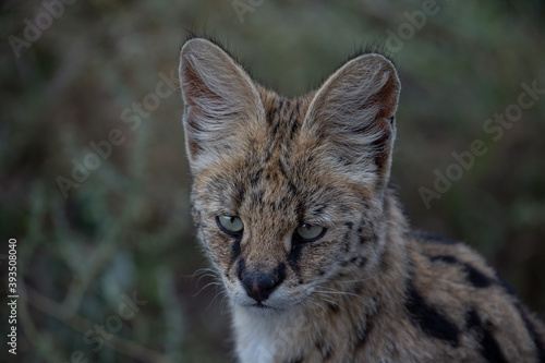 portrait of a serval