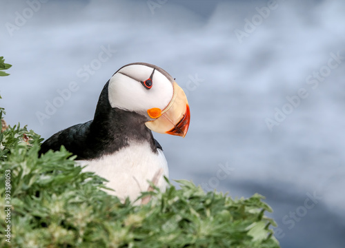 Horned Puffin (Fratercula corniculata) at St. George Island, Pribilof Islands, Alaska, USA photo