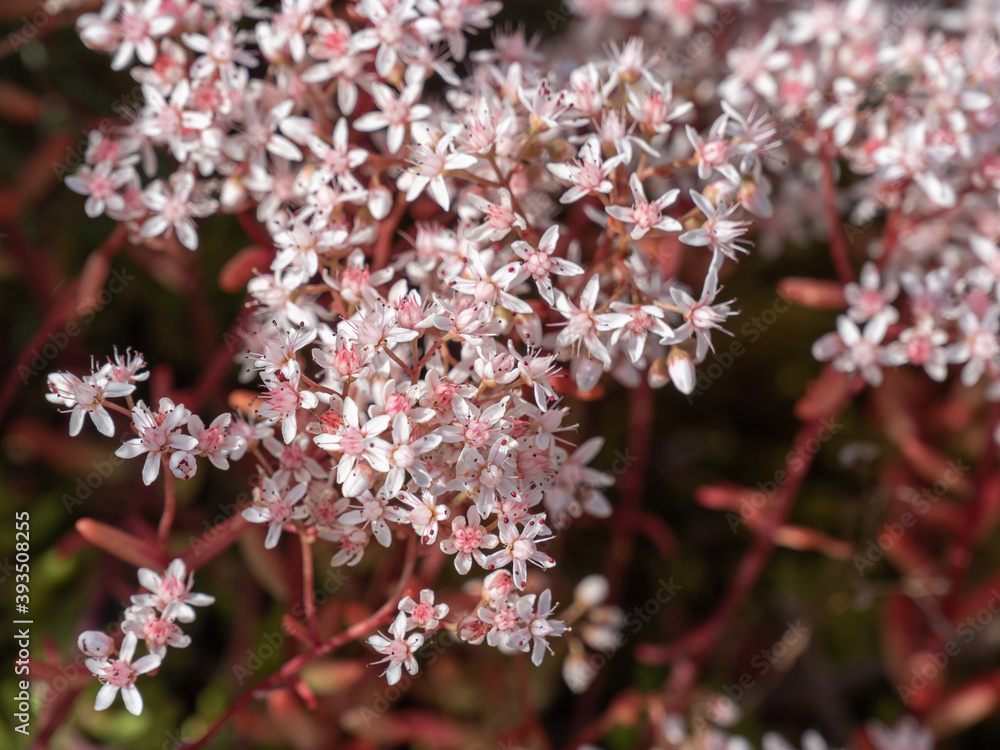 Naklejka premium flowers