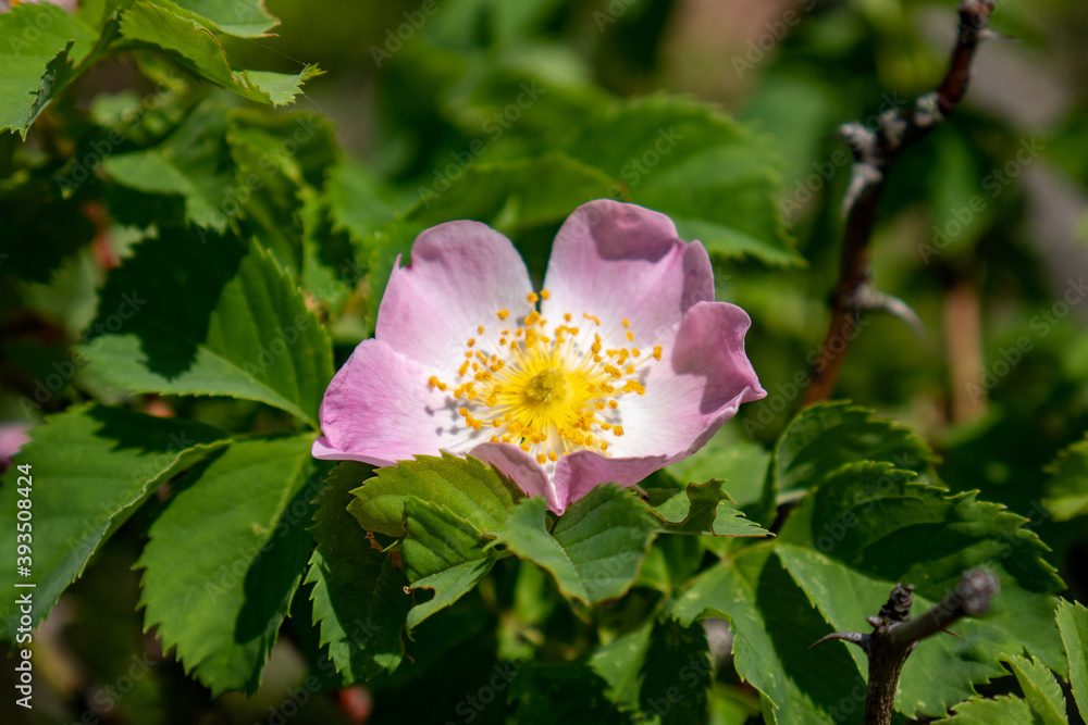 Obraz premium flowers 