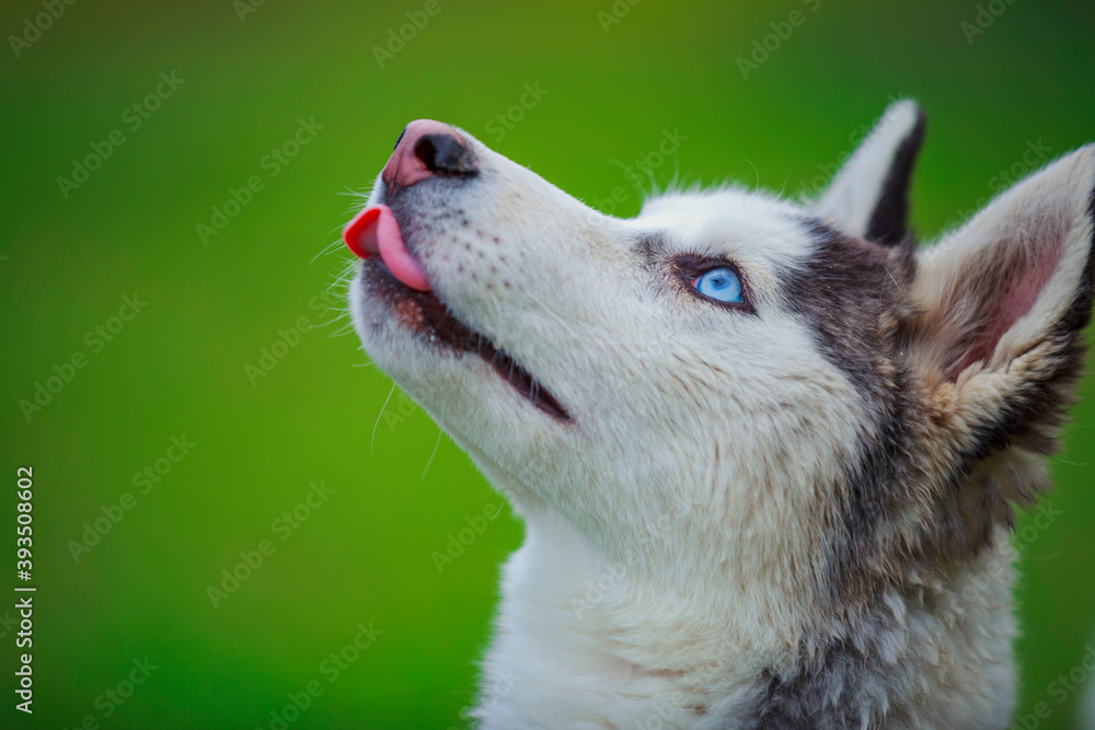 Fototapeta premium dog breeds husky