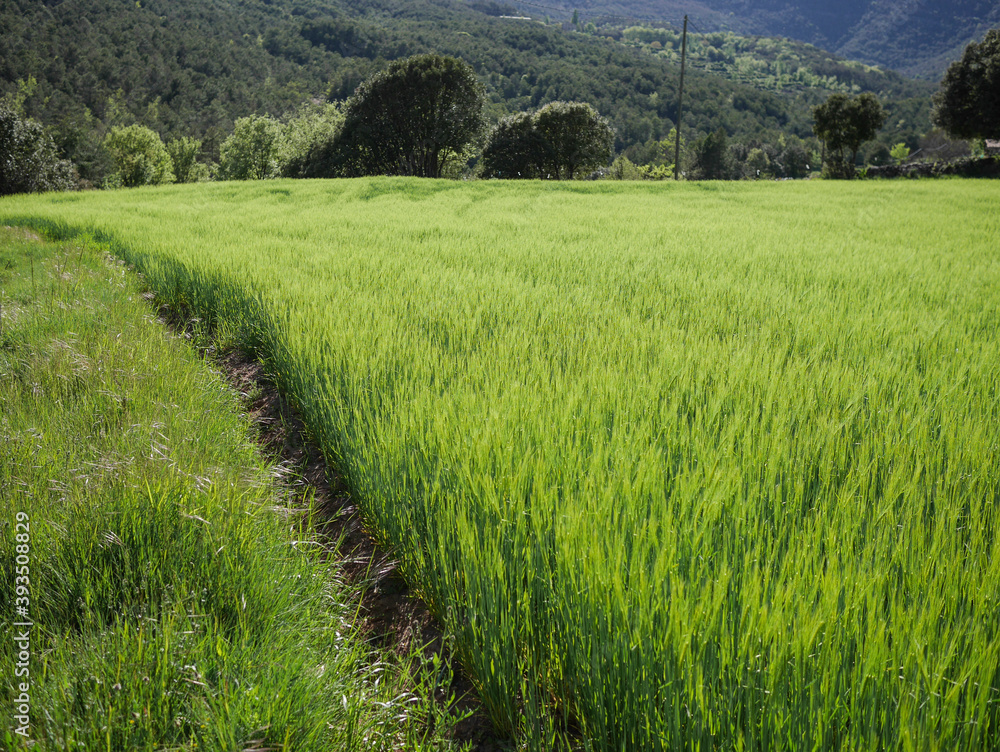 green wheat field with a footpath.