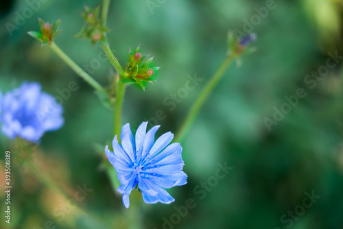 Chicory flower in the garden